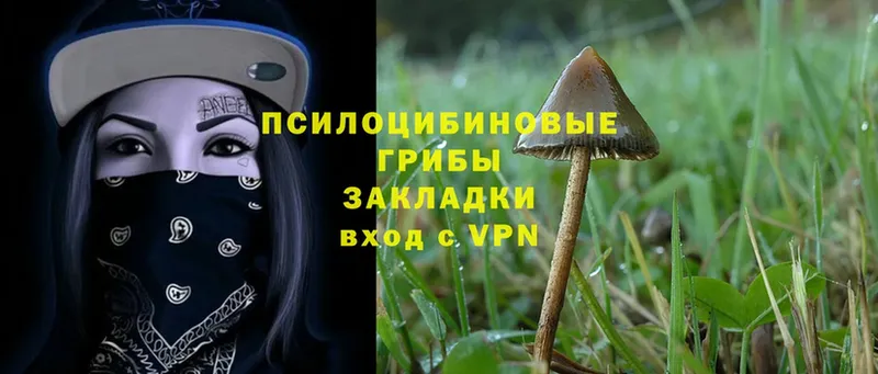 KRAKEN как войти  Зеленогорск  Псилоцибиновые грибы Cubensis 